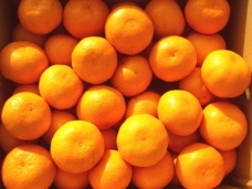 mikanchudoku's profile picture. 