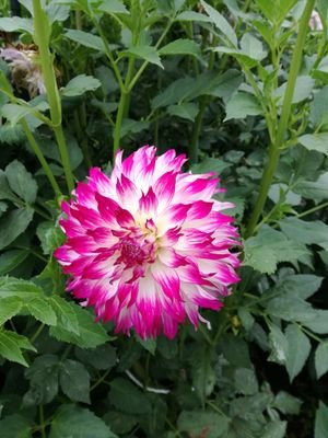 鳥と草花が大好き。主に青森県弘前公園内や公園近くの野鳥や動植物について発信。
いいね、返信が直ぐ出来ないこと有り、申し訳無く思っています。