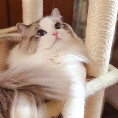 lluvia60206803's profile picture. 