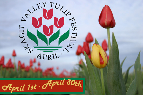 Skagit Valley Tulip Festival coordinates and promotes the celebration of the Spring tulip bloom, advocates for Sk. Valley Ag. and is the heart of the vallley