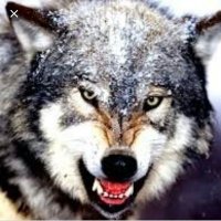 ÖZTÜRK (@mehmetz45839407) 's Twitter Profile Photo ÖZTÜRK (@mehmetz45839407) 's Twitter Profile Photo