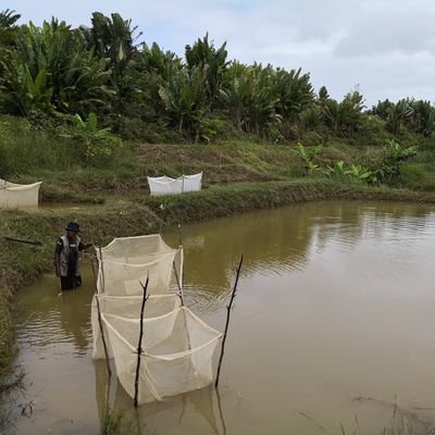 French #aquaculture team @Cirad @ird_fr @Isemevol working on tropical and Mediterranean systems #IMTA #Onehealth #genetics #diversity #tilapia