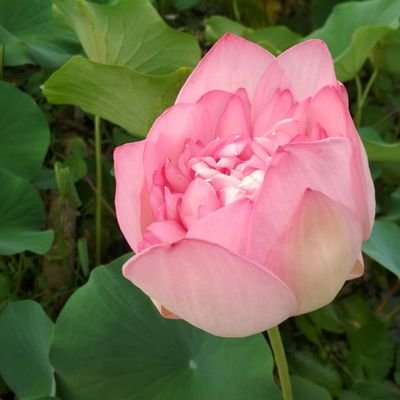 Shubha04033727's profile picture. 