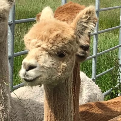 AlpacasCom's profile picture. Experience the joy, warmth and gentleness of these beautiful animals from South America. Meet & greet, or enjoy a guided walk experience in the stunning Mournes