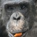 This chimps bitch (@quiteclumsy) Twitter profile photo This chimps bitch (@quiteclumsy) Twitter profile photo