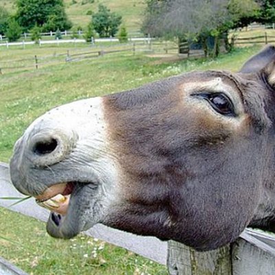 DummyMulesoft's profile picture. half developer half mule