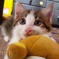キャーゴマン (@kyagoman) 's Twitter Profile