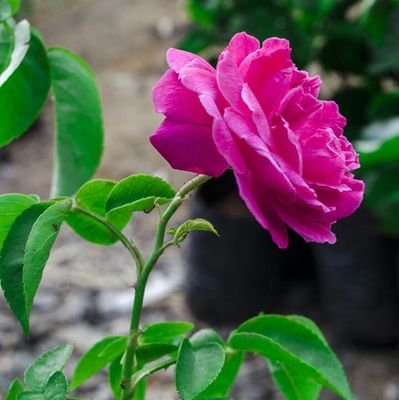 MehediH23255032's profile picture. student