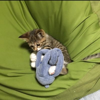ねこねこ様ご確認用です(^-^) 💙マイセンの❤️「招き猫」❤️販売中！💙マイセン リーガ