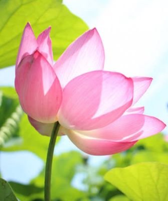 Lotus Flower Lotusfl Twitter Lotus Flower Lotusfl Twitter