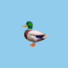 ducks! Profile