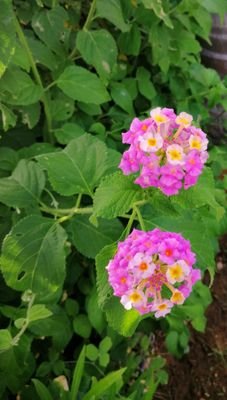 8QitHtbwbaa32ko's profile picture. ‏‏‏مرشد سياحي في صلاله يوجد لدي سيارة فورويل لاندكروزر لدي خبرة طويلة في المجال في ترتيب برامج سياحية ورحلات للتواصل 96893566972+