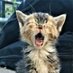 SleepyCat (@kucenngantuk) Twitter profile photo SleepyCat (@kucenngantuk) Twitter profile photo