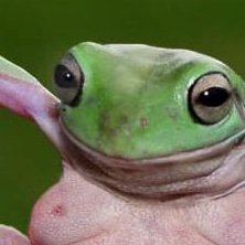 Frogson Frogleyさんのプロフィール画像