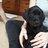 Moley1985's profile image