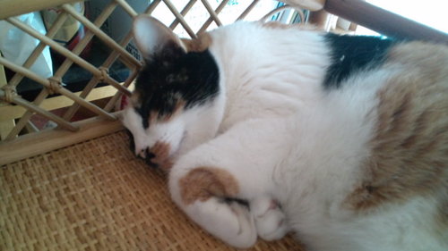 indy007h's profile picture. 残りの人生、失われた30年から脱出します！ / Web制作で2025年末に月100万 #CodeFree / TOEIC 870点(Jun, 2023) / ランニング / ジョギング / ピアノ