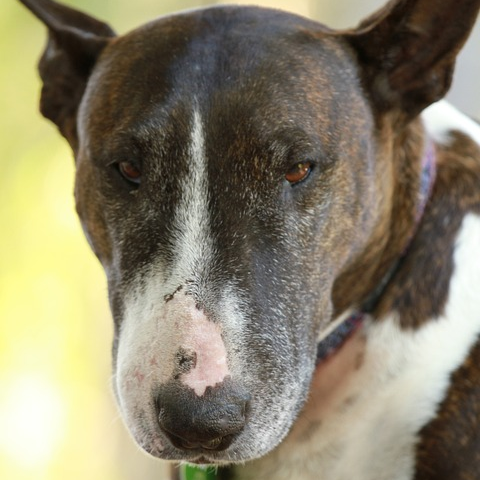 English Bull Terrier Facts and Care Tips