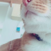 殴りすぎアラーム (@t5qwf9upcj9oslj) 's Twitter Profile
