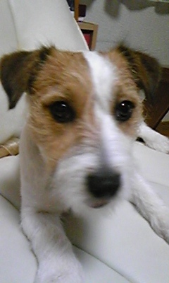 愛犬はジャックラッセルテリア いぬ好きのメタボおやじです。 色々あり里親や捨てられ犬の引き取りもあり、雄犬3兄弟のお父さんになってます。みんな可愛いので幸せです。