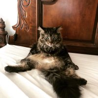 DR.STRENGTH (@strength_dr) 's Twitter Profile