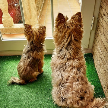 PAGINA DE #HUMOR DEDICADA A TODAS LAS #MASCOTAS QUE TANTOS MOMENTOS AGRADABLES Y FELICES NOS HACEN PASAR. #MGWV #HumorCanino #BETTTYDOG