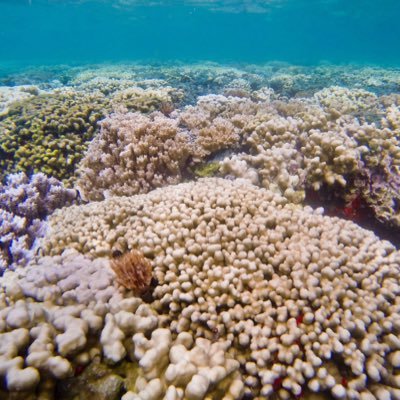 An interdisciplinary collaborative network working to develop protocol recommendations to help increase the rate of discovery in the field of coral bleaching.