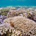Coral Bleaching RCN (@coralbleachrcn) Twitter profile photo Coral Bleaching RCN (@coralbleachrcn) Twitter profile photo