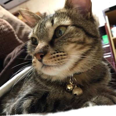 UCCHIRYO's profile picture. 瑞浪市に住む人。 好きなものはバスケットとトランプ。