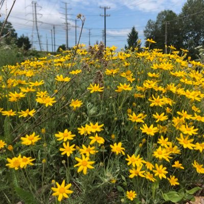 RaspRestore's profile picture. Rethink. Restore. Return. We are an ecological restoration firm using holistic methods based in and around Cascadia and the Puget Sound.