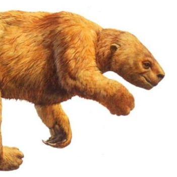 paramylodon's profile picture. Just here to encourage others, express gratitude, and follow baseball. Still brings a radio and scorebook to the ballpark. Big fan of Harlan's Ground Sloth.