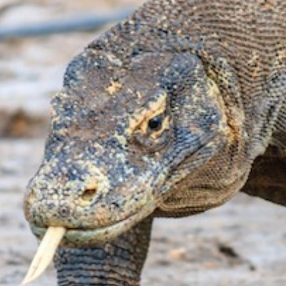 moninn_'s profile picture. yes