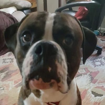 matthew_cook86's profile picture. Music, Games, and Life with a side of Zaaaaaa. ~~ Deadmau5 one and only unblock on twitter~~

https://t.co/Rmxd6oj2DQ