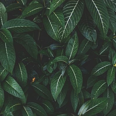 kultida_Thasi's profile picture. 