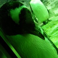 とまあや (@tomald13) 's Twitter Profile