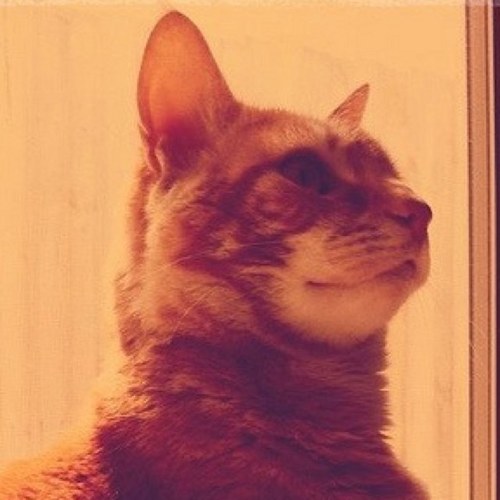 isafuckingbella's profile picture. Raconteur, social commentator, cat.