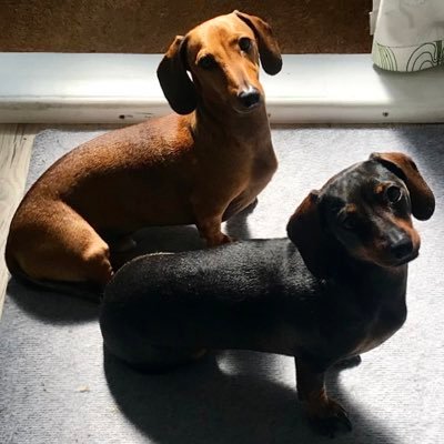 Sausage dog mum, teacher and fiancée