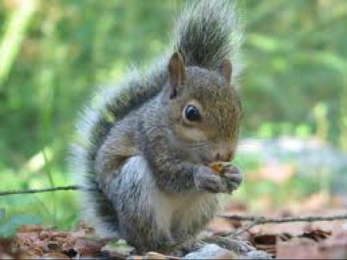 ETSUsquirrel's profile picture. Squirrels just want to have fun. ETSU's unofficial mascot. I ❤️ Luci & ppopcorn.