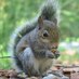 ETSU Squirrel (@etsusquirrel) Twitter profile photo ETSU Squirrel (@etsusquirrel) Twitter profile photo