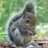 ETSUsquirrel's profile image