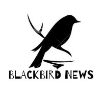 Blackbird News(@NewsBlackbird) 's Twitter Profile Photo