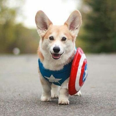 Variety streamer, corgi and nerdiness lover, focused on positivity and real connections! Beard| Tie| Silliness! 
Business Email: CapCorgiTwitch@gmail.com