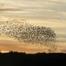 EmergenceKirk's profile picture. Fascinated by bottom-up self-organization facilitated by technological institutions. What will grow on top of the open state structure & web3 tech substrate?