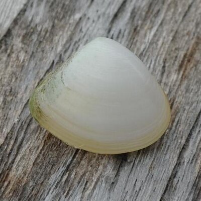 dearrodin's profile image