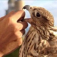 ابو احمد (@aboa1440) Twitter profile photo