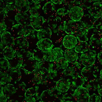 LimLab_'s profile picture. Amnion Cell Biology Research Lab @Hudson_Research @MonashUni #stemcell #regenmed