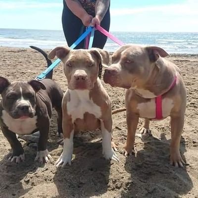 BullysDeise's profile picture. American Bullys Ireland