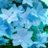 Cloverのアイコン