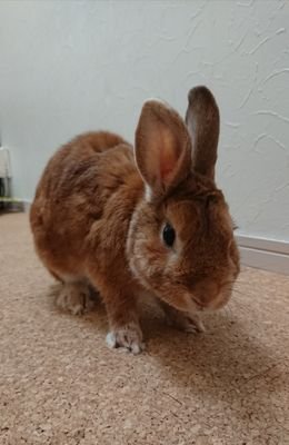 KanaiChieko's profile picture. 