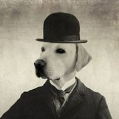 NoidAvoid's profile picture. Wannabe Streamer, Average Gamer. Don't know what I'm doing.