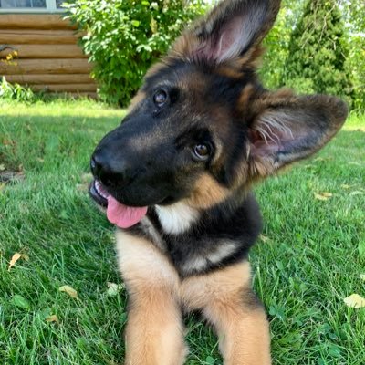 TIKTOK: germanshepherds_12 INSTAGRAM: germanshepherd_1296 FOTO: germanshepherd1296 SNAPCHAT: anniethepuppy06